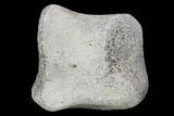 Hadrosaur Foot Bone - Alberta (Disposition #-) #100489-1